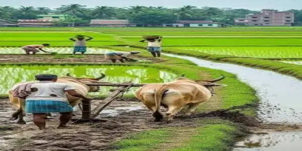 मानसून की दस्तक से खेती-किसानी ने पकड़ी रफ्तार, 6.25 लाख हेक्टेयर में बोनी पूरी