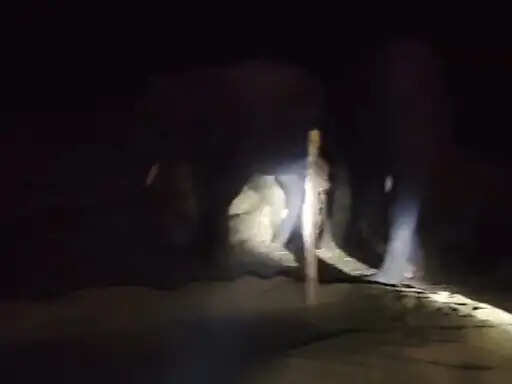 अनूपपुर: जिले की सीमा से तीन किमी दूर तीन हाथियों का दल