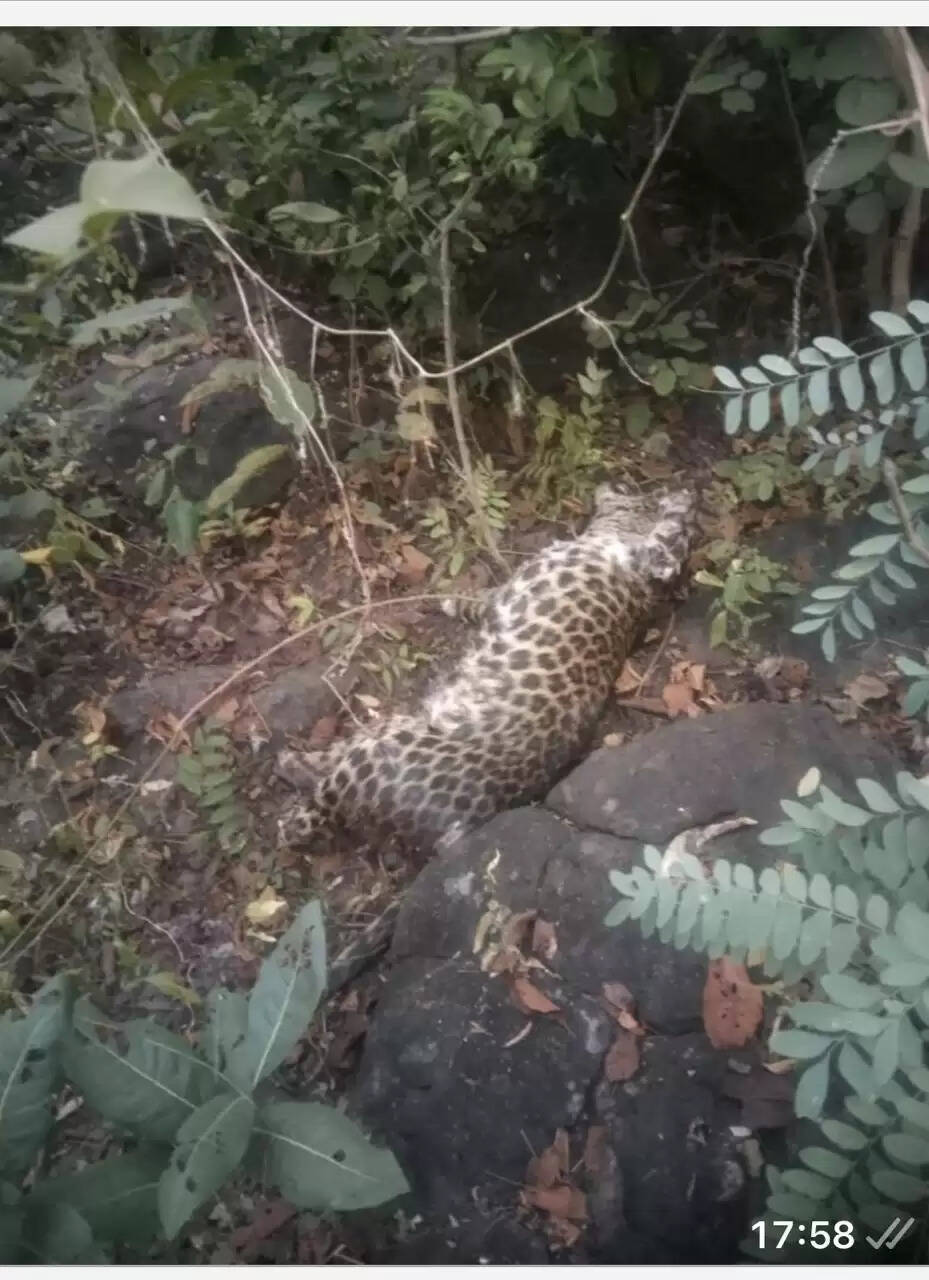 धमतरी :तेंदुए के अवैध शिकार का राजफाश,उत्तर सिंगपुर वन परिक्षेत्र में आरोपित गिरफ्तार, जांच जारी