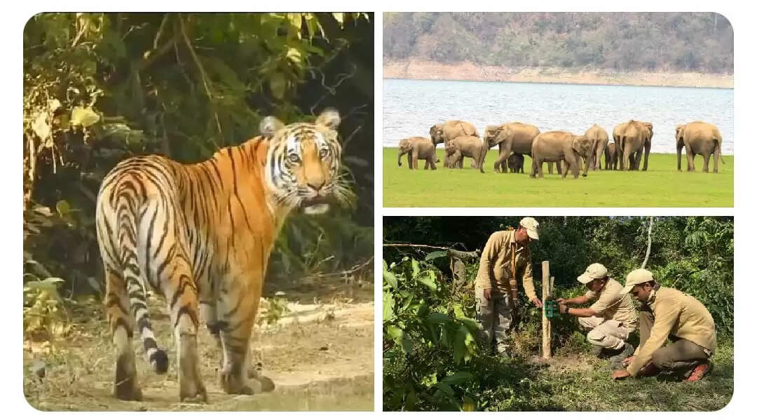 वन्यजीव आवासों के संपूर्ण विकास का 100 दिन का लक्ष्य हासिल : पर्यावरण मंत्रालय