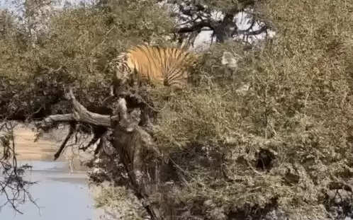 रणथंभौर में बाघिन रिद्धि के शावक ने पेड़ पर चढ़कर दिखाया कौशल