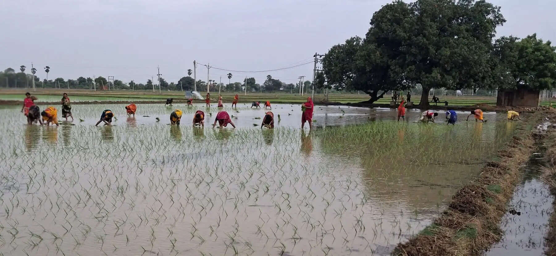 बक्सर में 44.2 मिमी वर्षा दर्ज, किसानों को धान रोपनी व खरीफ फसलों की बुआई की सलाह