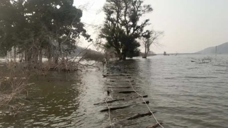 बुरहानपुरः भावसा डैम में पेड़ पर फंसे पांच में से तीन बंदरों को सुरक्षित बाहर निकाला