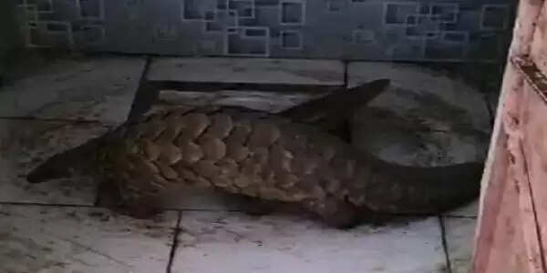 मप्र के रतलाम में मिला दुर्लभ जीव पैंगोलिन, वन विभाग ने किया रेस्क्यू