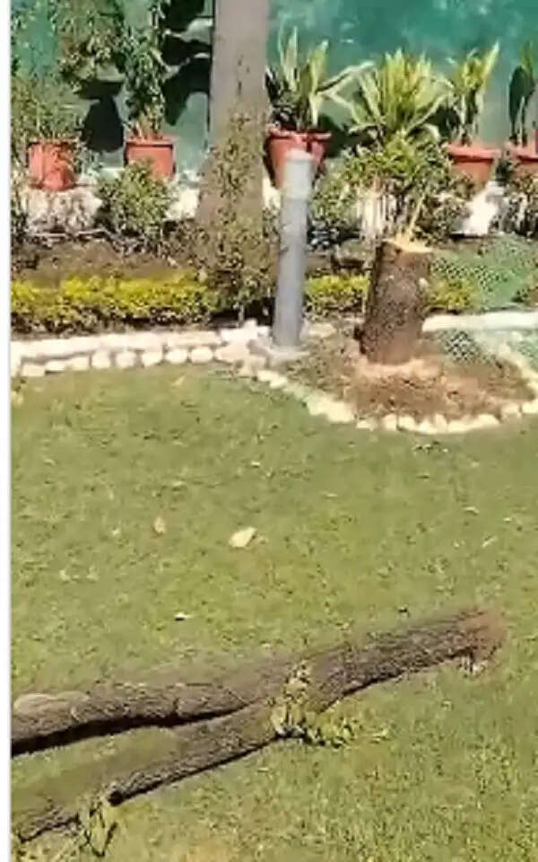 भोपाल में वीआईपी सुरक्षा के बीच चंदन का पेड़ चोरी, वरिष्ठ आईएएस के बंगले में घुसे चोर