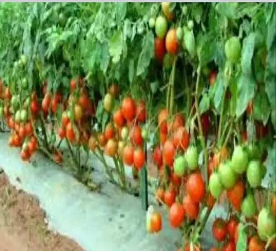 अगस्त माह में टमाटर की रोपाई का सर्वोत्तम समय: डॉ. अनिल कुमार सिंह