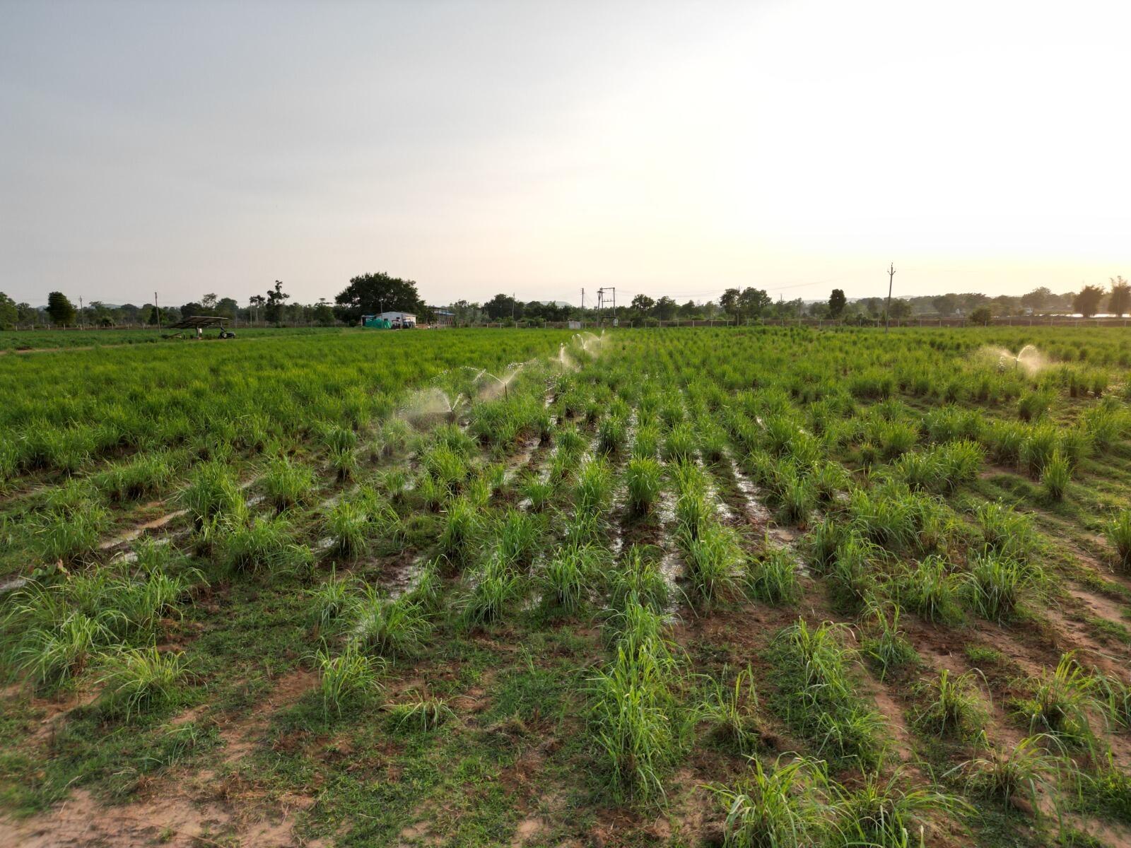 छग में लेमनग्रास की खेती- किसानों के लिए कमाई का उत्तम विकल्प