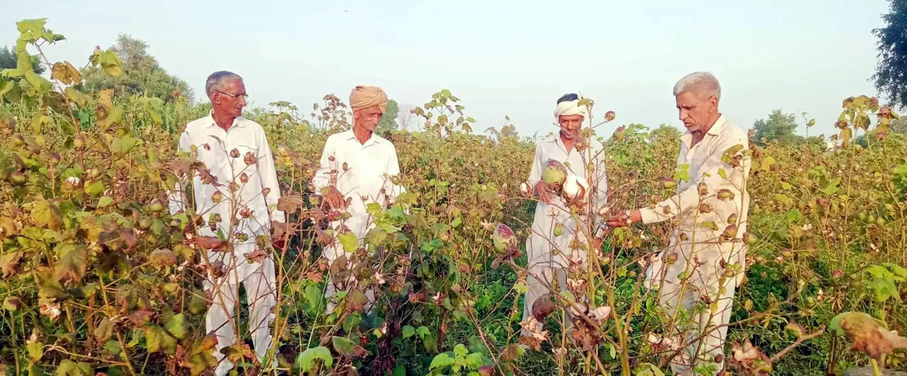 हिसार : किरतान व आसपास गांवों में मौसम की मार से खराब हुई नरमा फसल