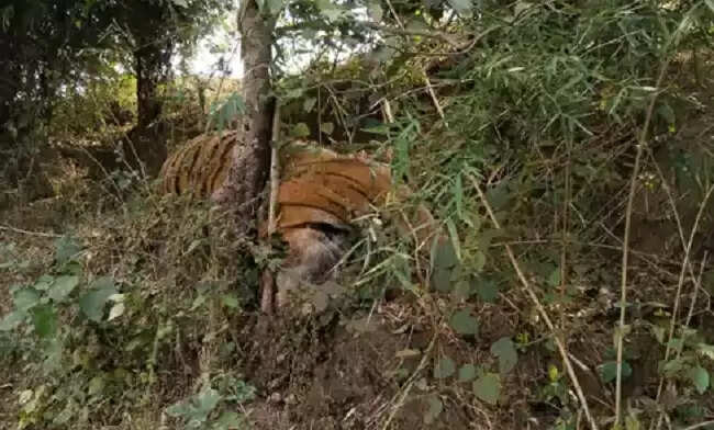 मप्र के शहडोल जिले में मिले दो बाघों के शव, करंट लगने से मौत की आशंका