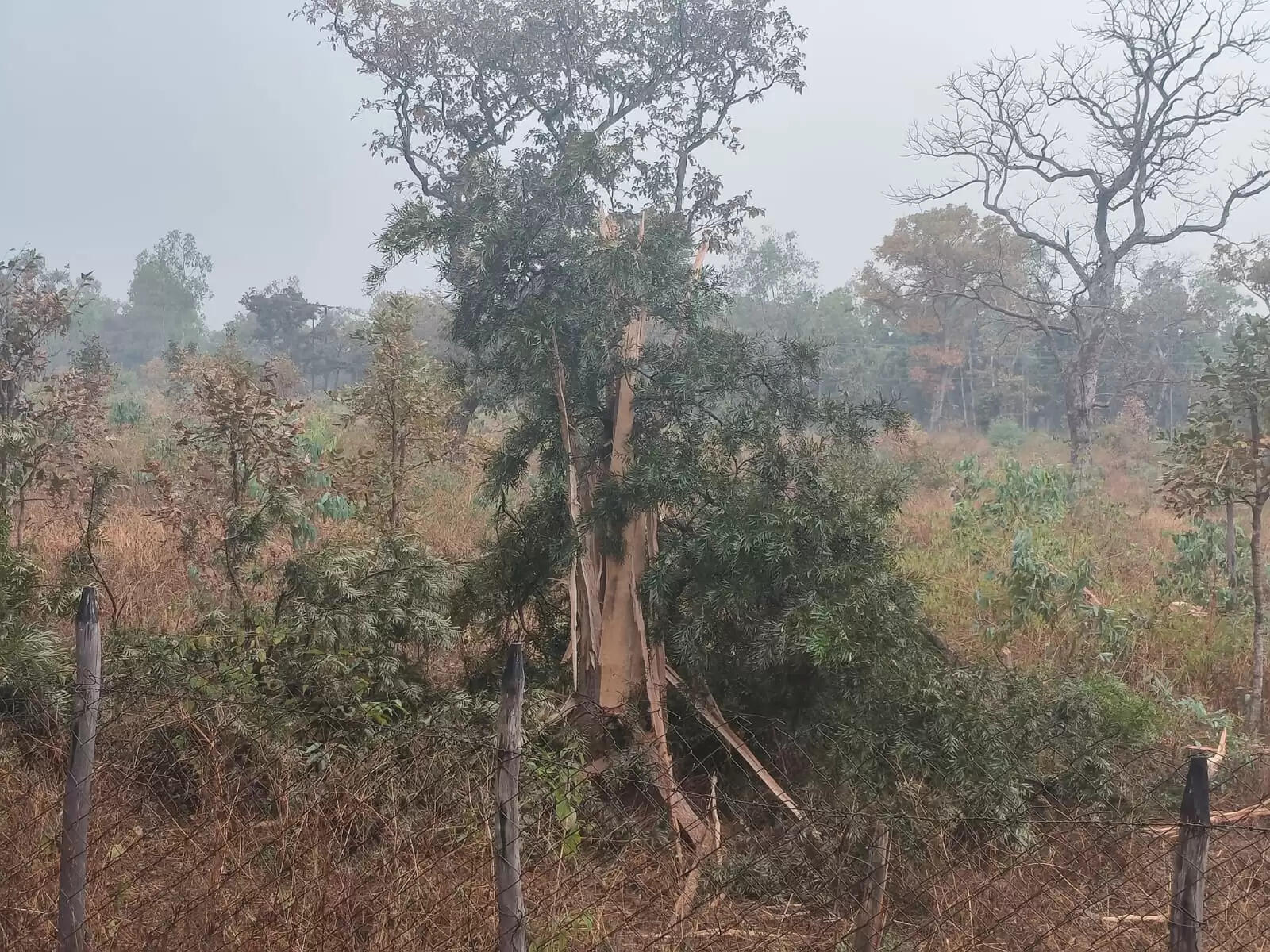 अनूपपुर: आसमान में छाए काले बादल, से बढ़ी ठंडक, अमरकंटक में बारिश ने भिगोया