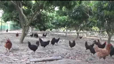 बिहार: लीची किसानों की आमदनी बढ़ाने में मददगार बना मुर्गी पालन