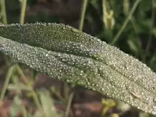 उत्तर राजस्थान में कड़ाके की सर्दी, सीकर में न्यूनतम तापमान एक डिग्री