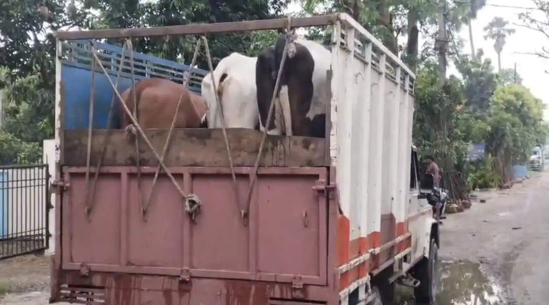 बिहार-यूपी बॉर्डर पर सारण पुलिस ने 16 गोवंशों के साथ 5 तस्कर को किया गिरफ्तार