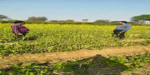 सरकारी प्रयास रंग लाया, धमतरी में दलहन–तिलहन खेती का विस्तार