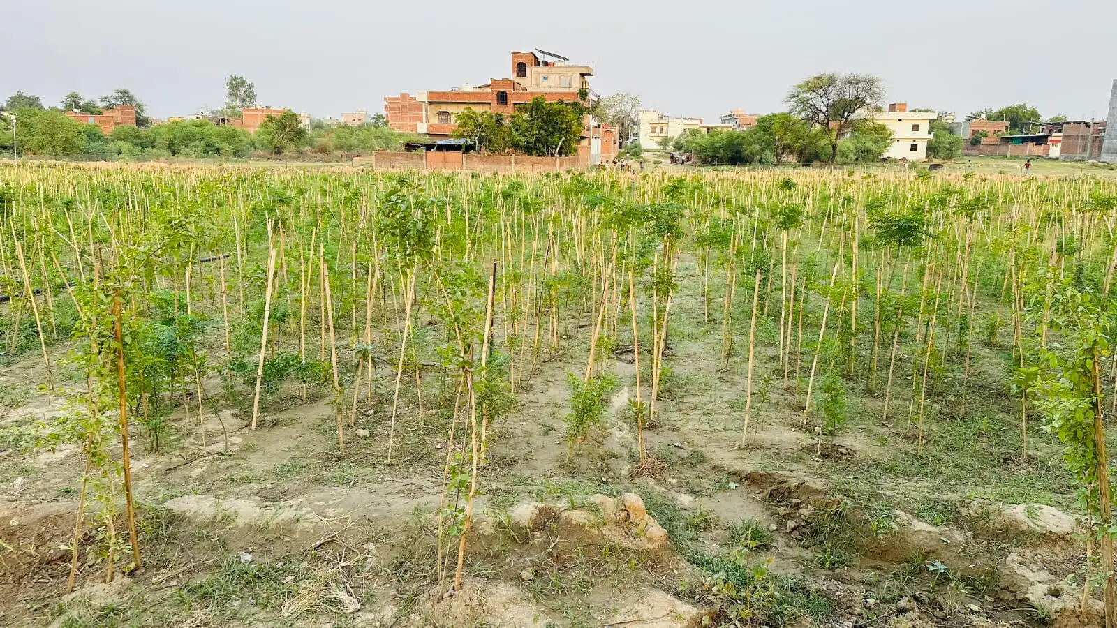 डोमरी सूजाबाद महावन में अब गूंजने लगी चिड़ियों की चहचहाहट, स्प्रिंकलर की फुहारों के बीच खिलीं कलियां