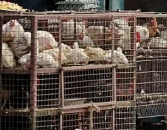 मांस-मछली और मुर्गा की दुकानें 10 अप्रैल को रहेंगी बंद