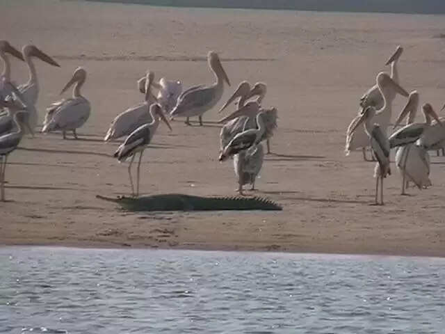 विदेशी पक्षियों से गुलजार हुआ पंचनद, संगम तट पर दिखा प्रकृति का अद्भुत नज़ारा