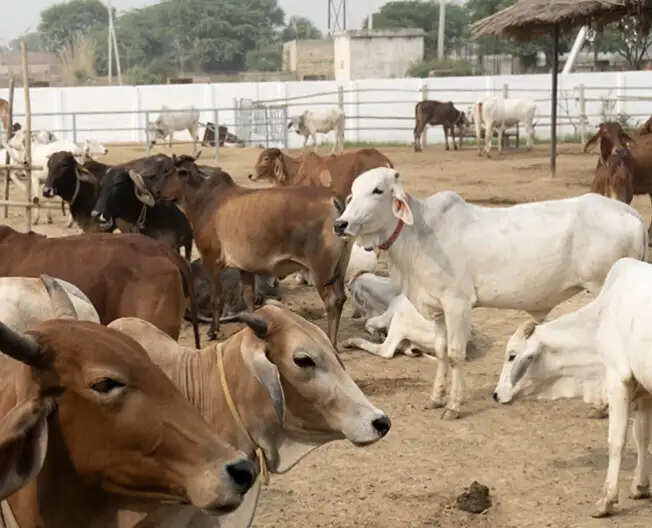यूपी के बदायूं जिले की गौशाला में 20 गाेवंशाें की मौत