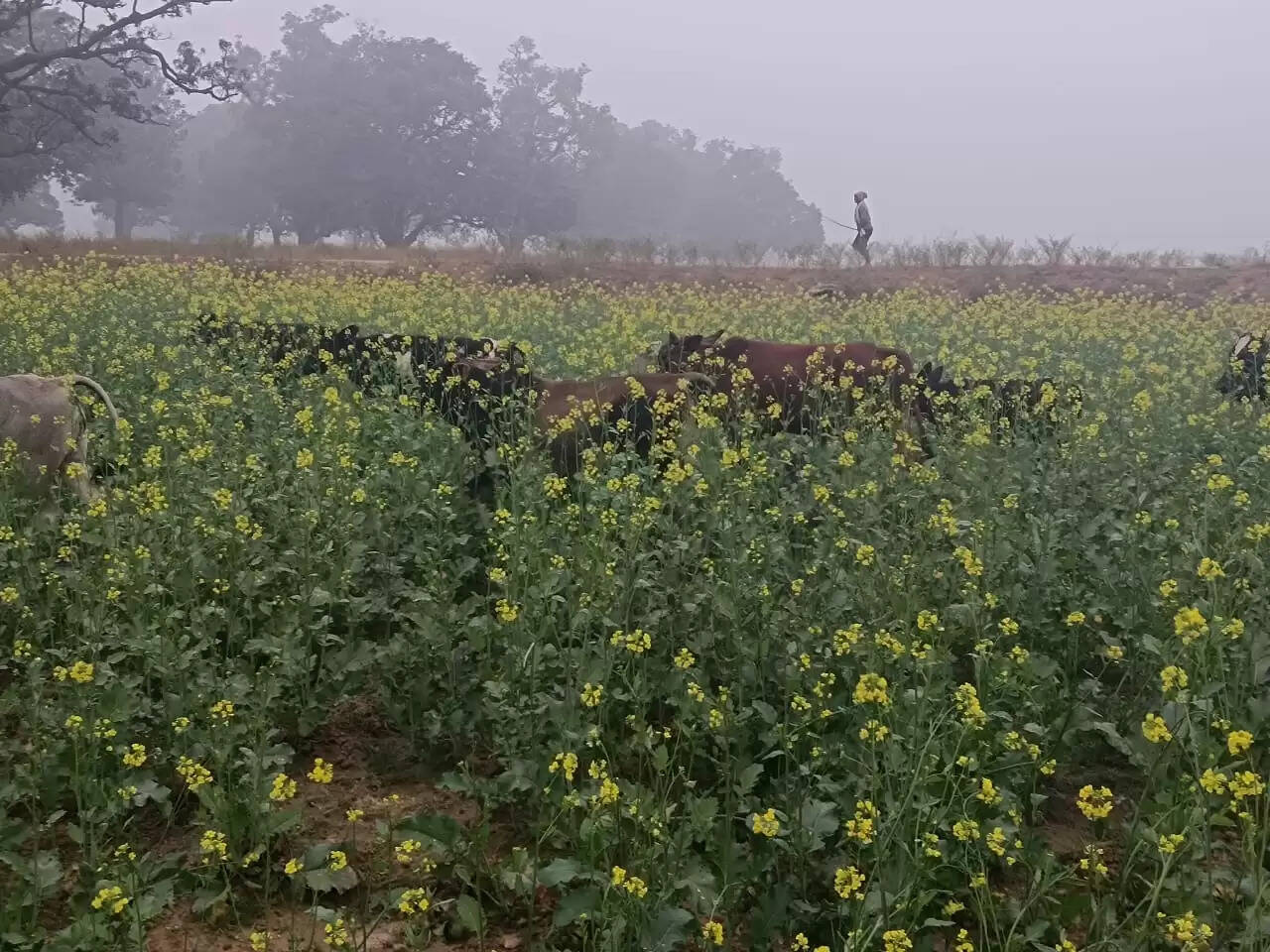 छुट्टा पशुओं से कुसहरा गांव के किसान बेहाल, सैकड़ों एकड़ फसल तबाह