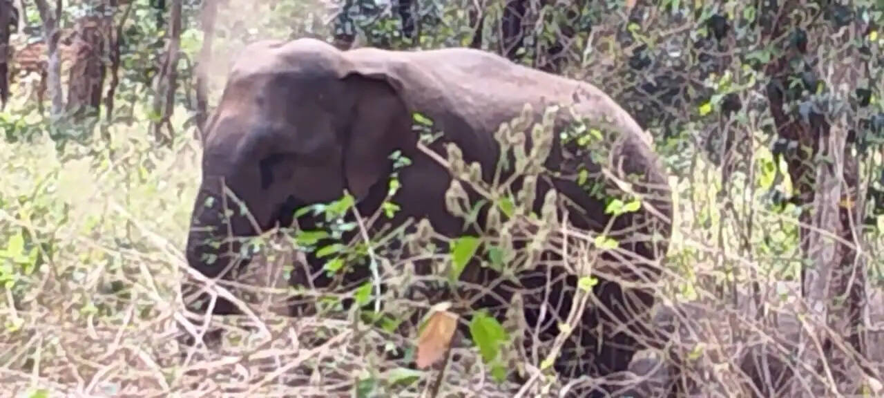 अनूपपुर: कठौतिया जंगल में डेरा डाले तीन हाथी, फसलों व मकान को नुकसान, वन विभाग अलर्ट