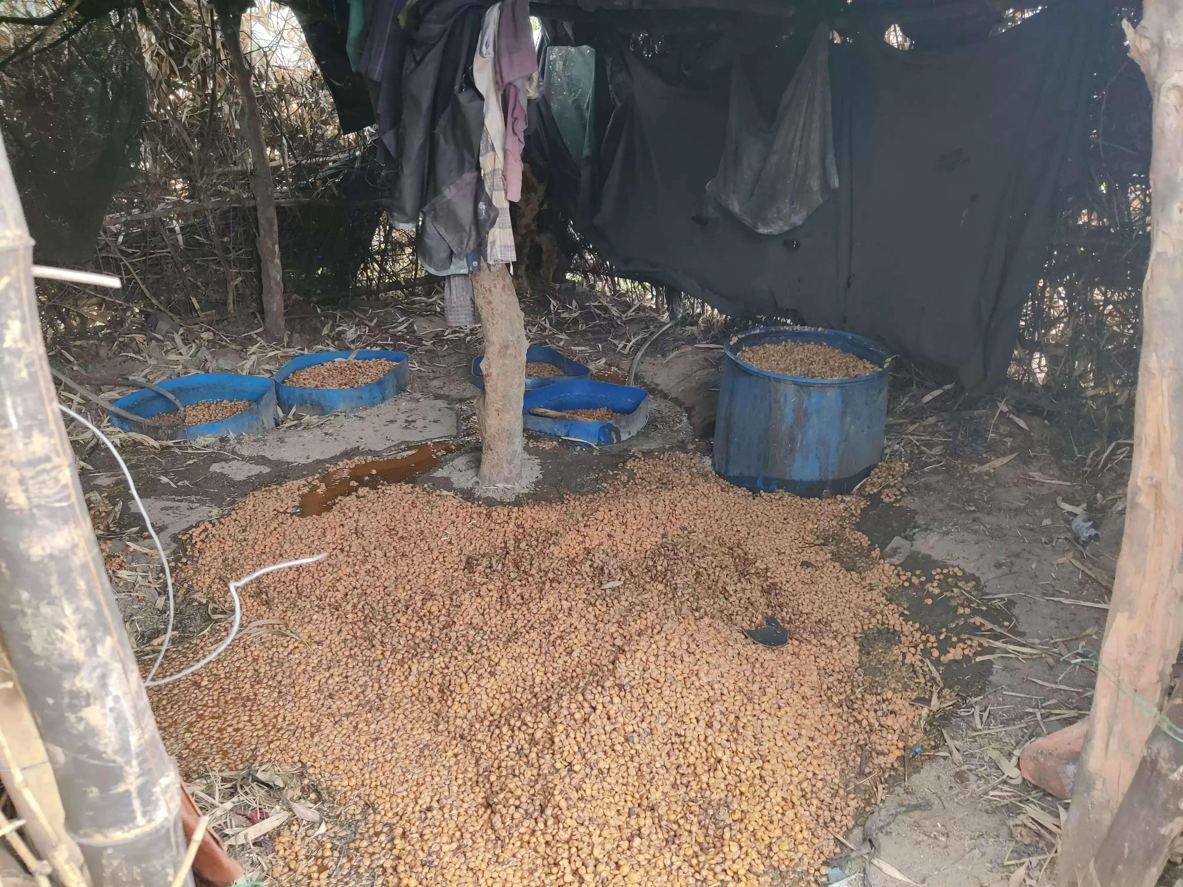 उत्पाद विभाग ने किया जावा महुआ और अवैध शराब नष्ट