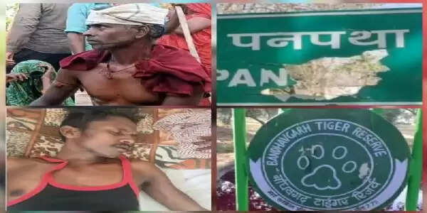 उमरिया : बांधवगढ़ टाइगर रिजर्व क्षेत्र में बाघिन के हमले से एक ही दिन में दो लोग घायल