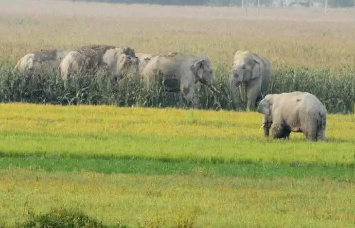 सैकड़ों किसान हाथियों के उत्पात से परेशान, फसल बर्बाद