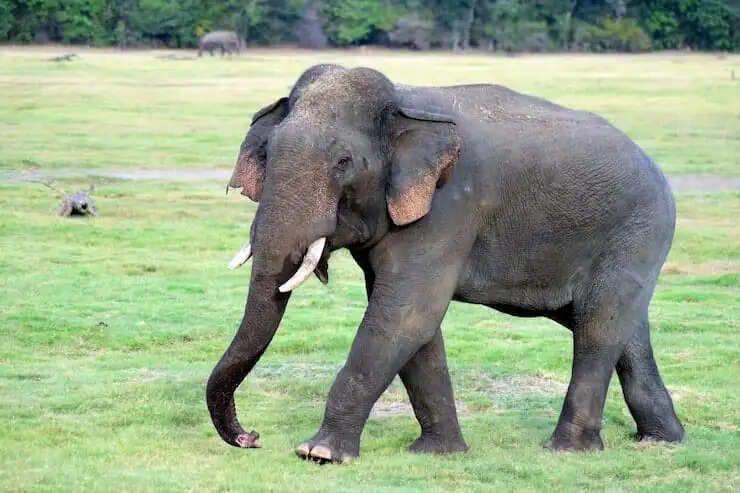 बांधवगढ़ से मैहर पहुंचे हाथी ने रात में दो मकानों को किया क्षतिग्रस्त, ग्रामीणों में दहशत