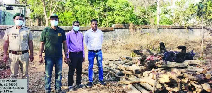 कोरबा : बिजली तार के संपर्क में आने से मादा भालू समेत दो शावकों की मौत, लापरवाही पर लाइनमैन हिरासत में