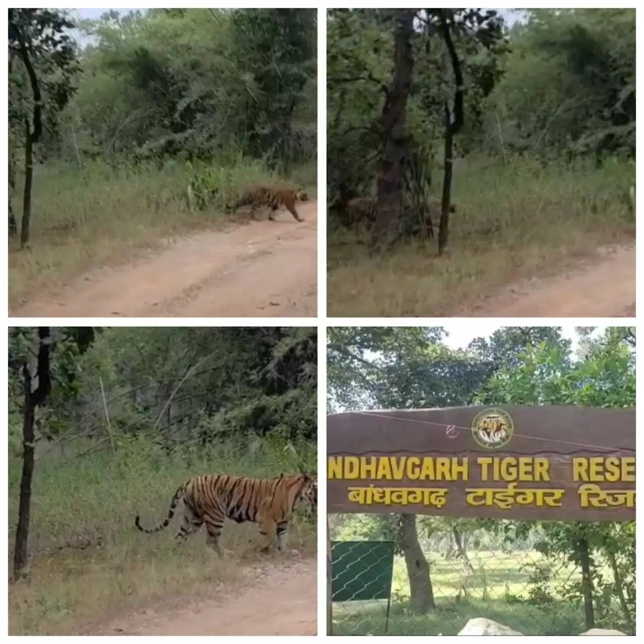 उमरिया: बांधवगढ़ टाइगर रिजर्व में बाघिन रॉ का शावकों के साथ रोमांचक वीडियो वायरल