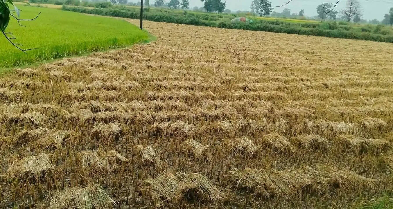 चक्रवाती तूफान ‘अर्नब’ का असर: लगातार बारिश से जनजीवन अस्त-व्यस्त, खेती-किसानी और बाजार प्रभावित