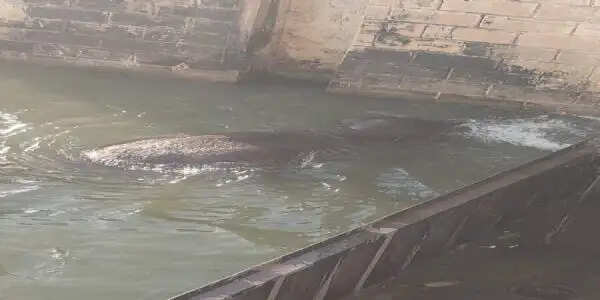 इंद्रपुरी बराज से निकले हाथी की करंट लगने से मौत