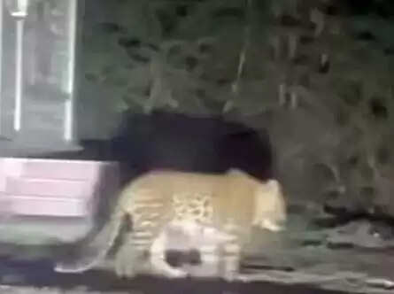 फरीदाबाद के अनंगपुर गांव में दिखा तेंदुआ, ग्रामीणों में दहशत