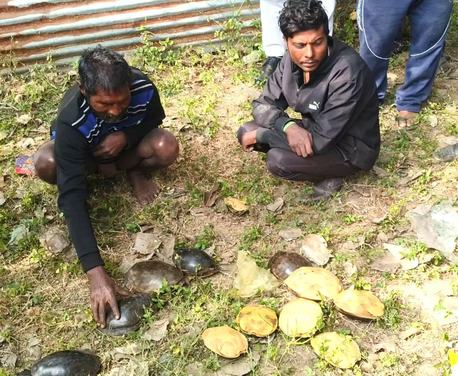 वन विभाग ने चित्रकूट के पुरा तालाब से किया 12 कछुओं का रेस्क्यू