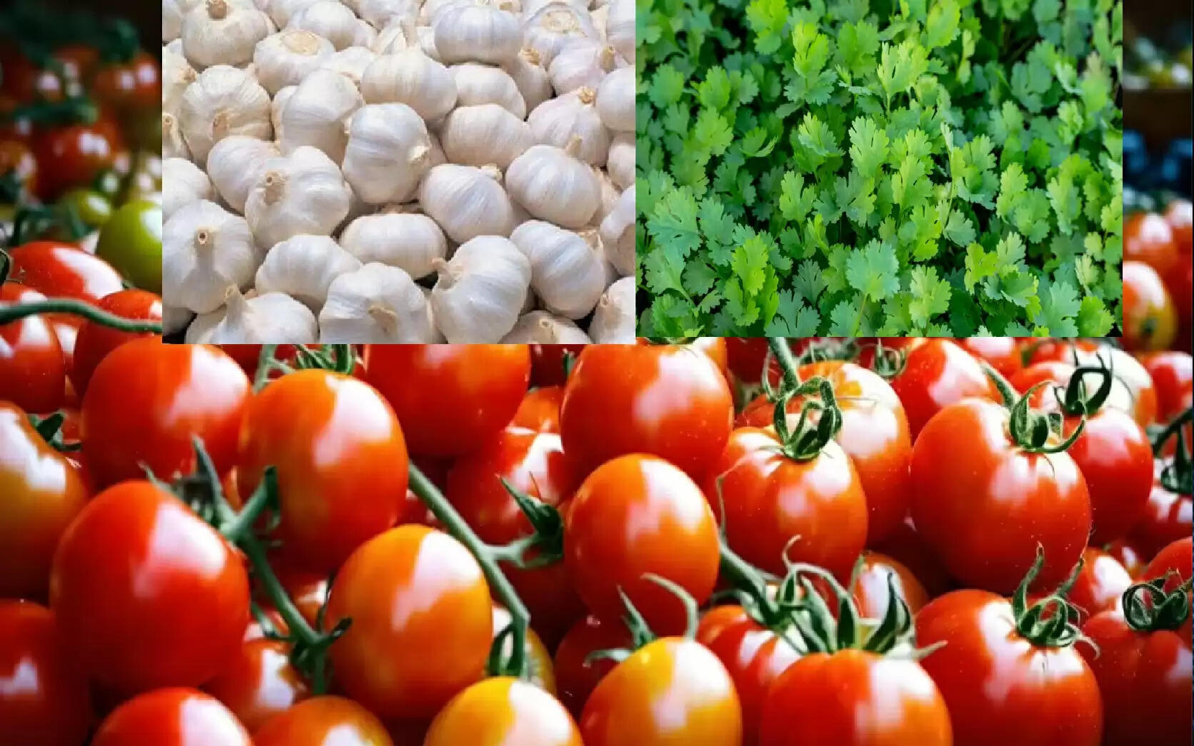 वार्ष‍िकी 2025 : मप्र में खेती बनी ग्रामीण अर्थव्यवस्था की रीढ़, टमाटर कर रहा किसानों को समृद्ध