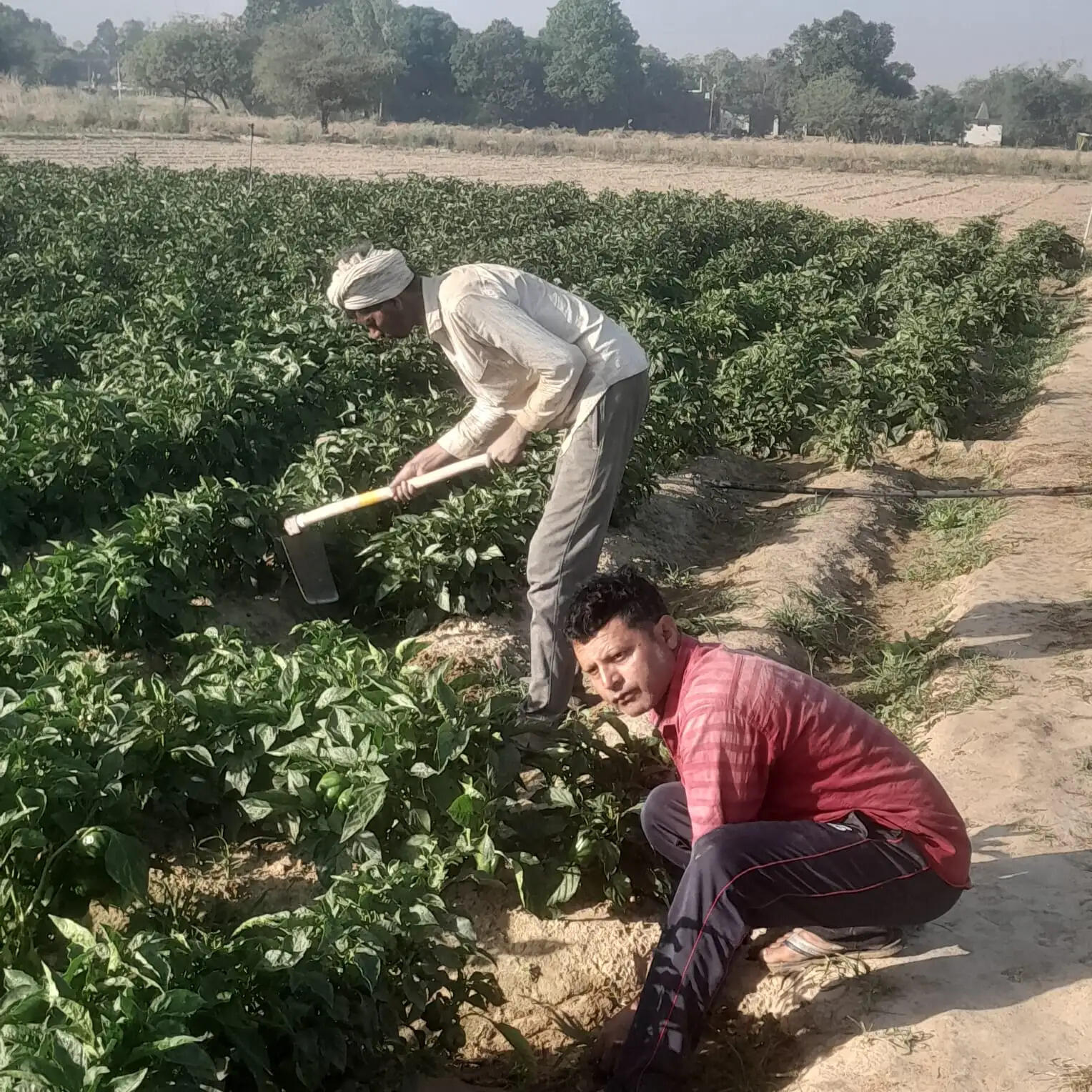 फुहारा सिंचाई अपनाकर राम जीवन ने पेश की नजीर, 90 प्रतिशत सब्सिडी का उठाया लाभ : आर.पी. कुशवाहा