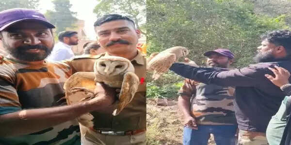 उल्लू को बचाने के लिए वन्य जीव प्रेमी ने किया रेस्क्यू, 50 फीट की ऊंचाई पर खुले तारों के बीच चाइनीज़ मांझे से मुक्त करवाया