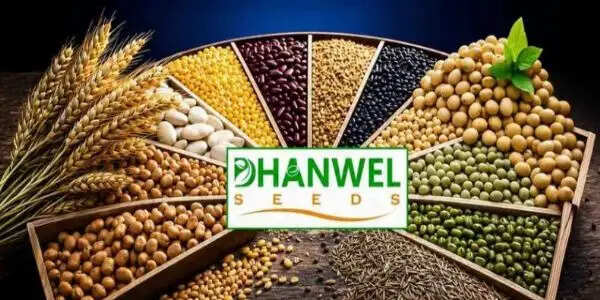 धनवेल हाइब्रिड सीड्स ने निवेशकों को दिया झटका, फ्लैट लिस्टिंग के बाद लगा लोअर सर्किट