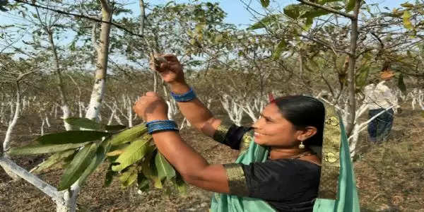 जांजगीर: रेशमी धागों से बुने समूह की महिलाओं ने जीवन के ताने-बाने