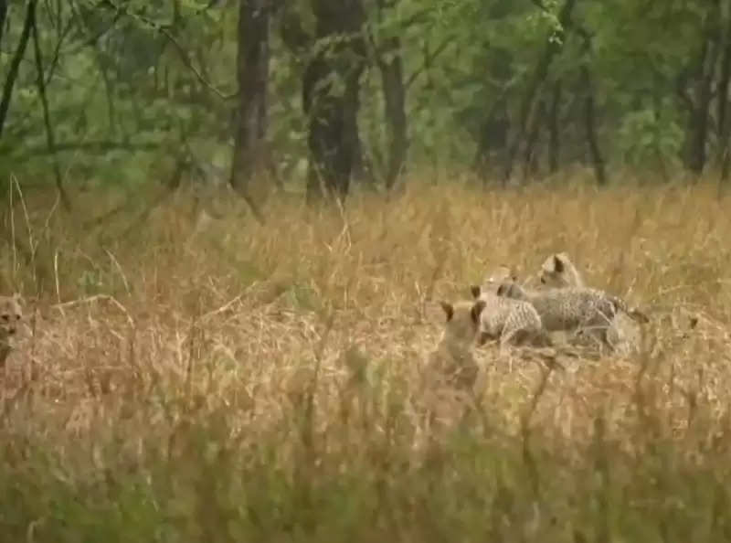 कूनो में उछल-कूद करते दिखे गामिनी के शावक, केंद्रीय वन मंत्री ने शेयर किया वीडियो