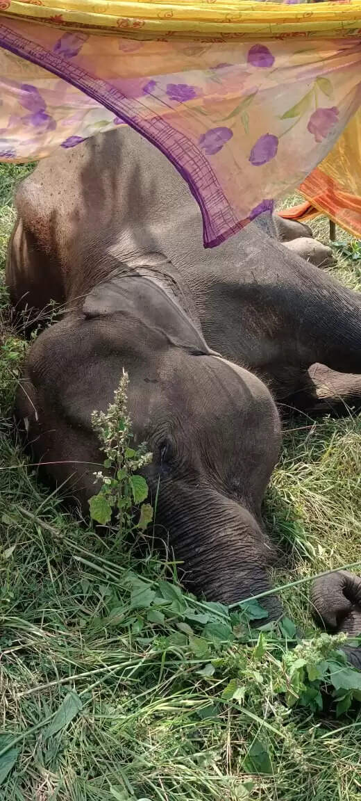 पलामू टाइगर रिजर्व में जंगली हाथी की मौत