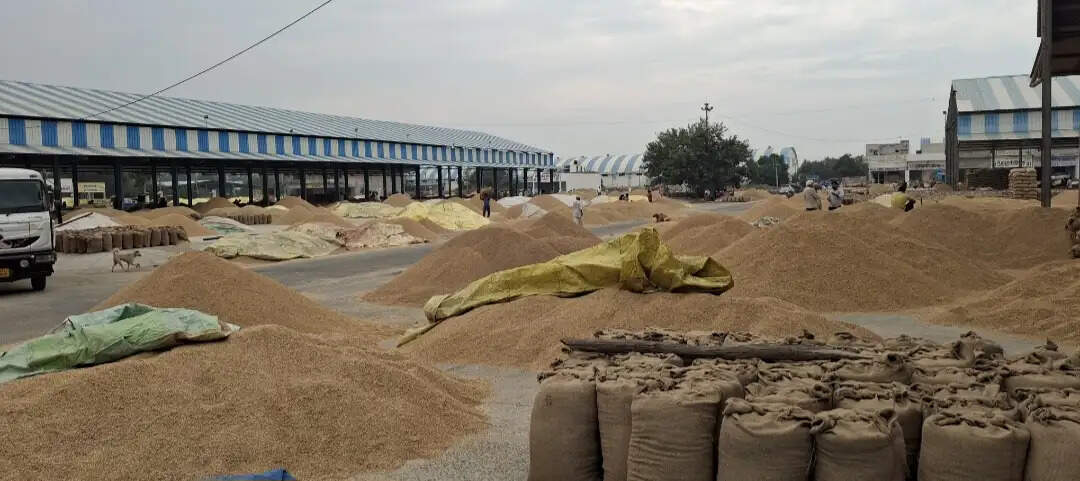 हिसार : दो लाख क्विंटल धान खुले आसमान के नीचे, मौसम की मार से किसानों की बढ़ी चिंता