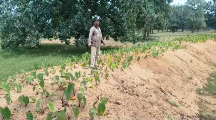 25 किसानों ने 35 एकड़ में बदली खेती की तस्वीर, समेकित खेती से समृद्धि की ओर कदम
