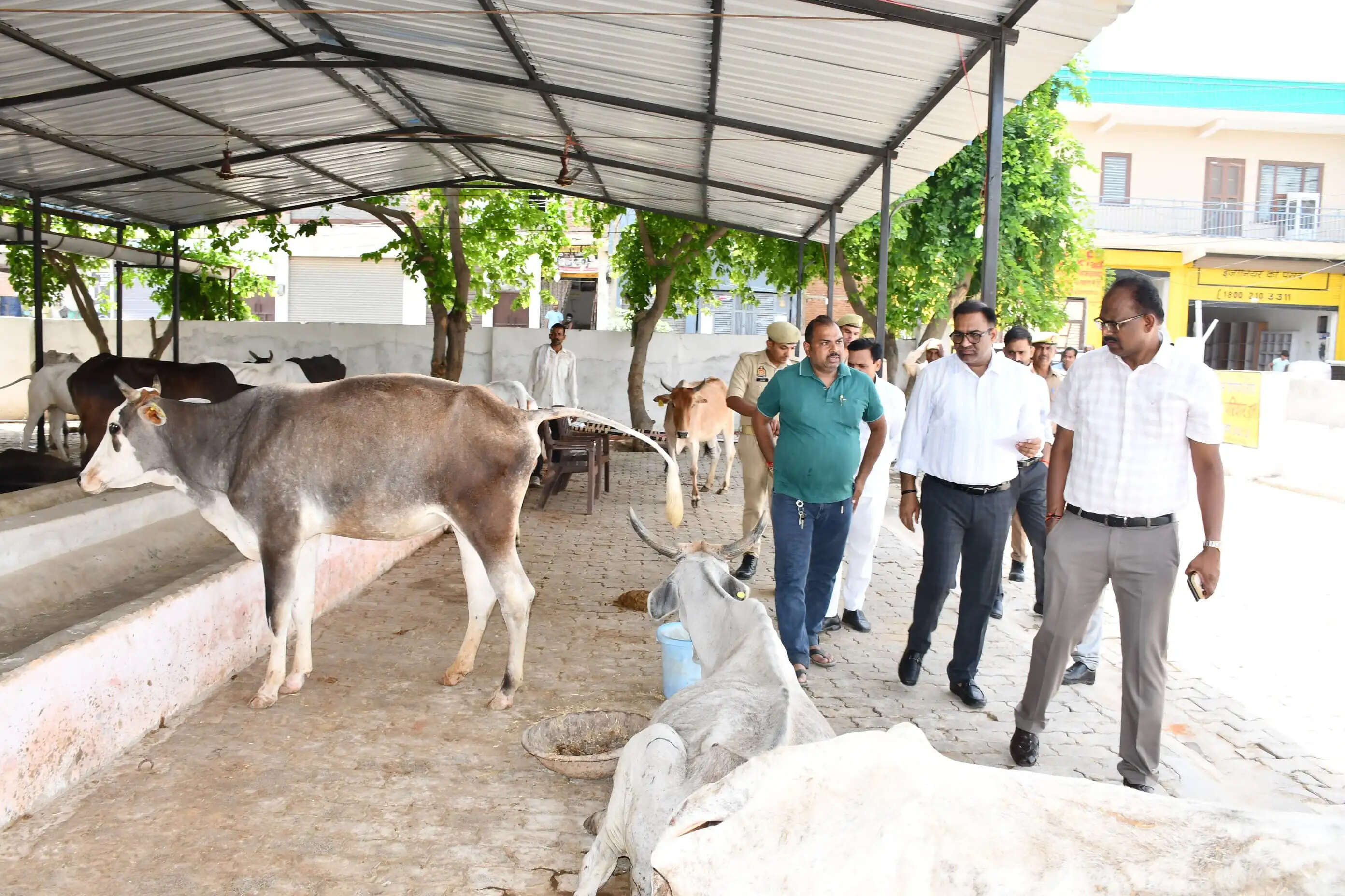 गायाें के संरक्षण और देखरेख में लापरवाही नहीं होगी बर्दाश्त - जिलाधिकारी