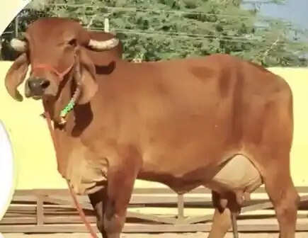 दो गायों से बदली किसानों की तकदीर, योगी सरकार दे रही 80 हजार तक की मदद