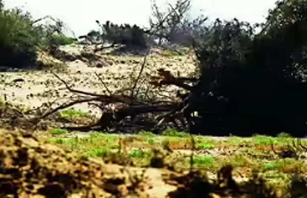 बीकानेर&nbsp;के&nbsp;पत्रकारा गोचर&nbsp;व खेजड़ी मुद्दे पर ज्ञापन देंगे डीसी काे