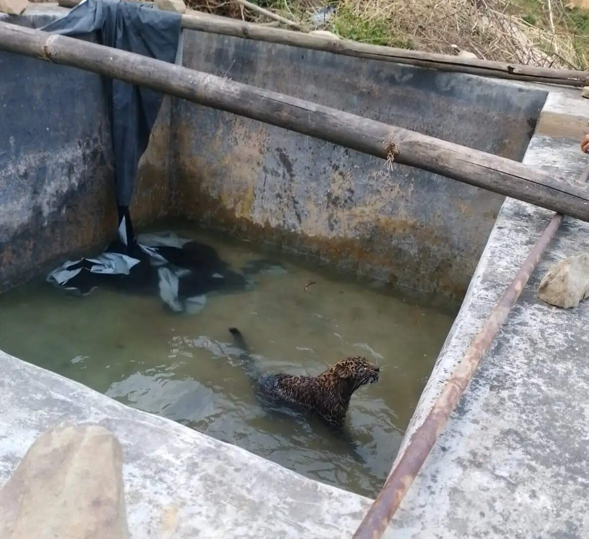 मंडी के सरधवार गांव में तालाब में फंसे तेंदुए काे रेस्क्यू कर सुरक्षित बाहर निकाला