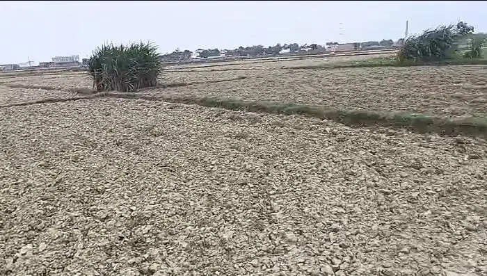 नाली पर अतिक्रमण से सूखे पड़े सैकड़ों एकड़ खेत, पानी न मिलने से धान की रोपाई ठप