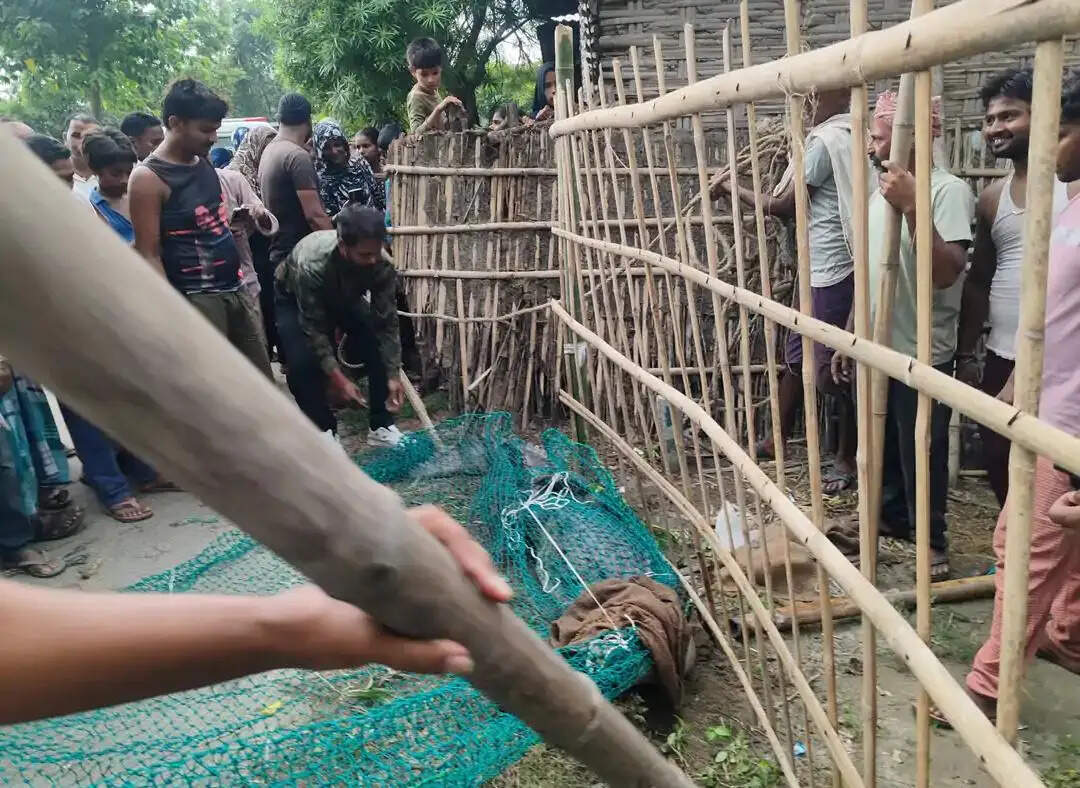 सड़क पर पहुंचा आठ फीट लंबा मगरमच्छ, ग्रामीणों में मचा हड़कंप