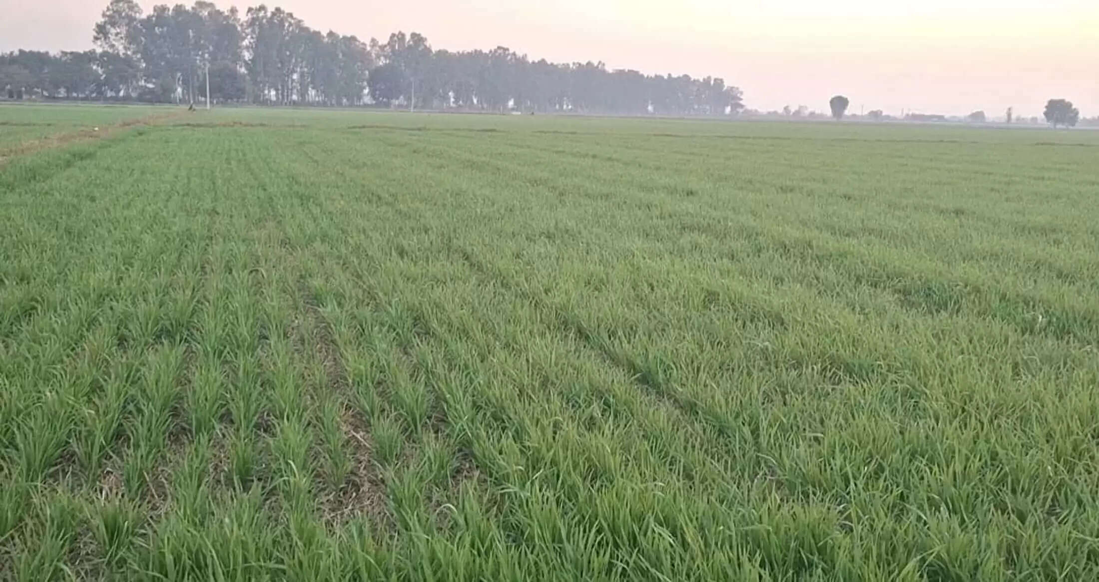 जींद :ठंड का प्रकोप जारी,किसानाें काे बारिश की उम्मीद